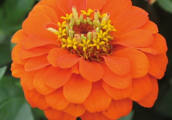 Zinnia elegans Queeny Orange