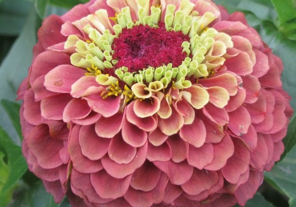 Zinnia elegans Queeny Red Lime