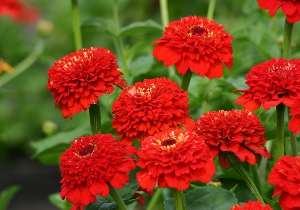 Zinnia elegans Zinderella Red