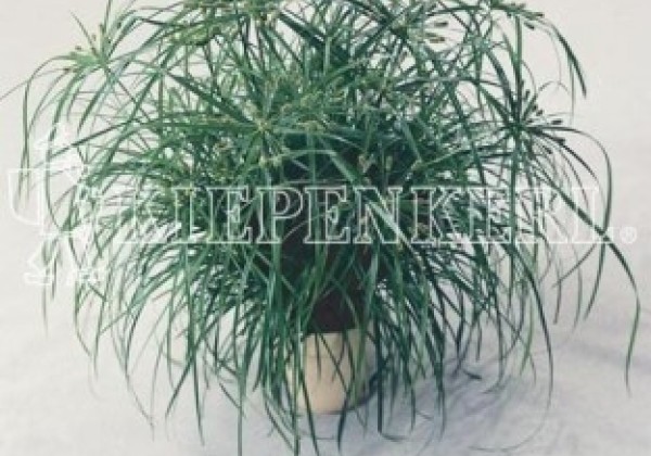 Cyperus alternifolius Zumula