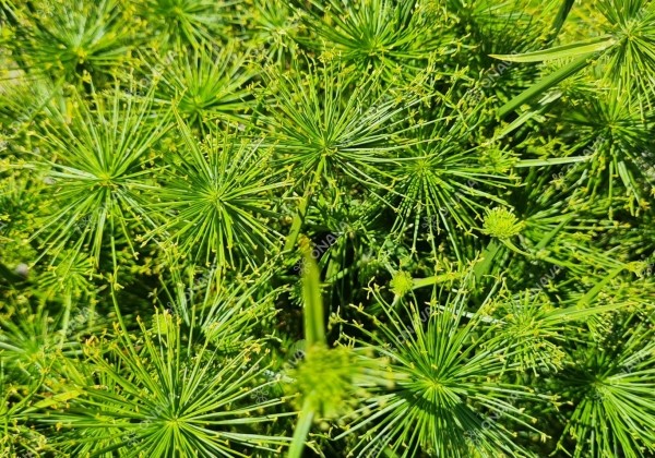 Cyperus prolifer Cedric