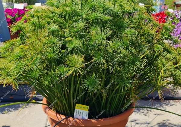 Cyperus prolifer Cedric