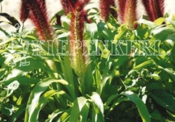 Pennisetum glaucum Jade Princess