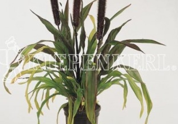 Pennisetum glaucum Purple Baron