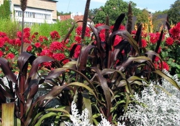 Pennisetum glaucum Purple Majesty