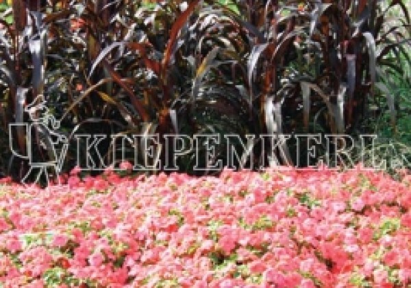 Pennisetum glaucum Purple Majesty