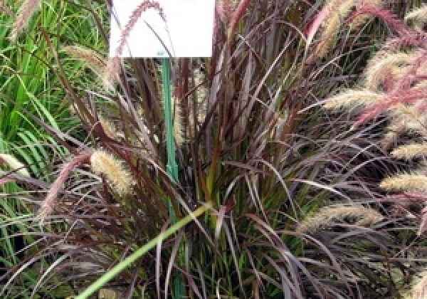 Pennisetum advena Rubrum