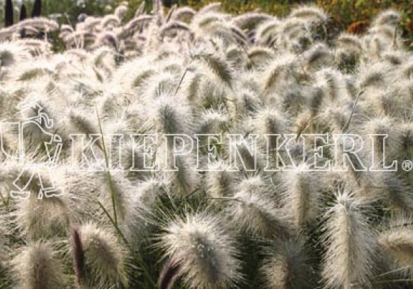 Pennisetum villosum Nemira