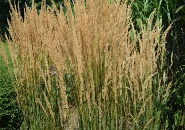 Calamagrostis acutiflora Karl Foerster (XXL)