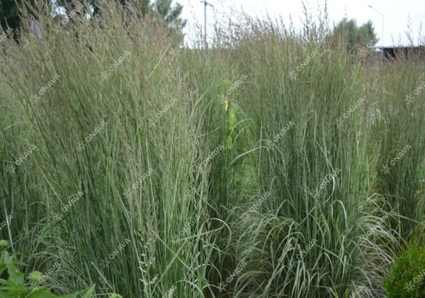 Calamagrostis acutiflora Overdam