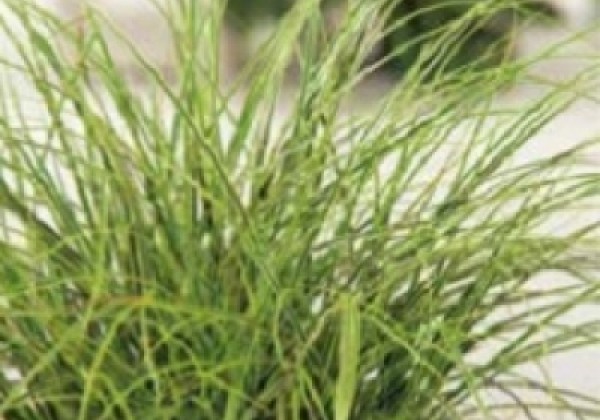Carex brunnea Crema