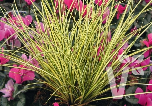 Carex brunnea Jenneke
