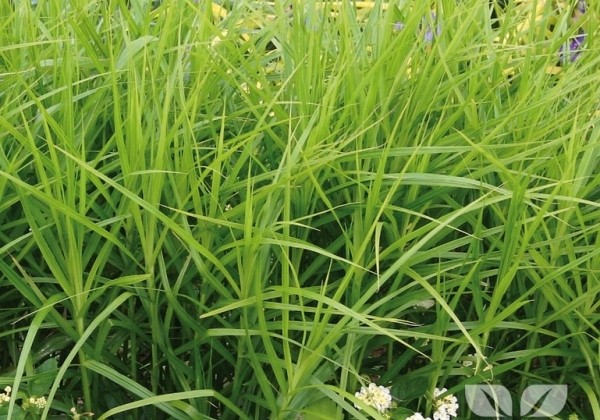 Carex brunnea Variegata