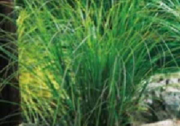 Carex brunnea Verde