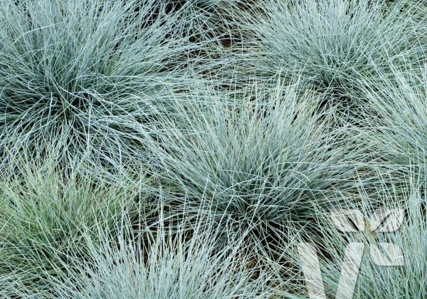Festuca cinerea Eisvogel
