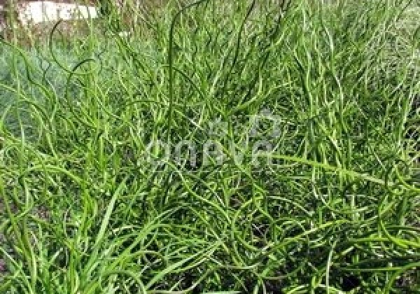 Juncus effusus Spiralis