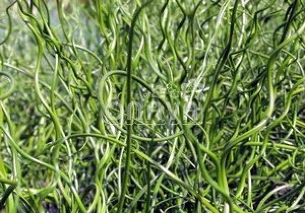 Juncus effusus Spiralis