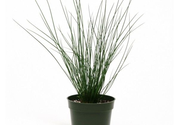 Juncus effusus Blue Dart