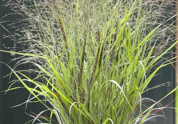 Panicum virgatum Hänse Herms