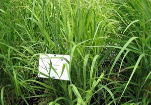 Panicum virgatum Heavy Metal