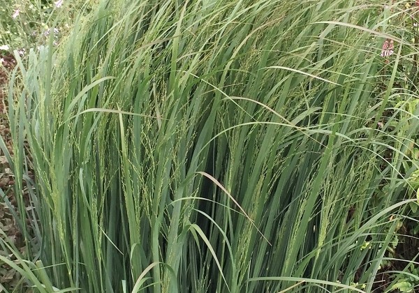 Panicum virgatum North Wind