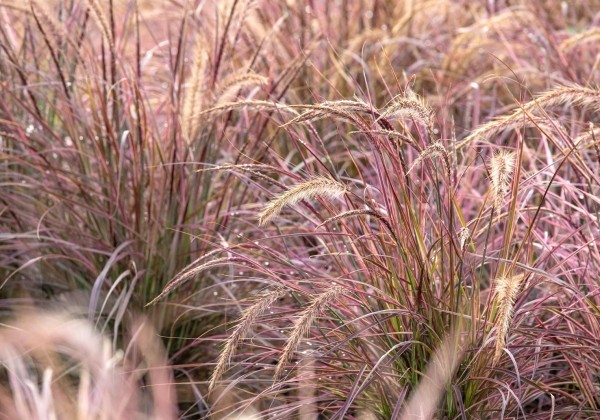 Pennisetum advena Cherry Sparkler