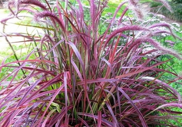 Pennisetum advena Fireworks