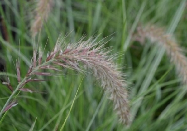 Pennisetum advena Sky Rocket