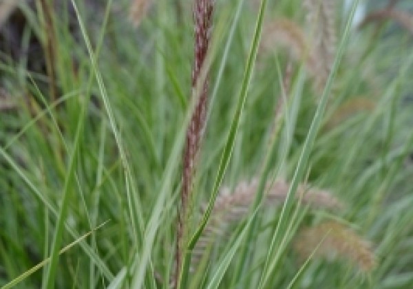 Pennisetum advena Sky Rocket