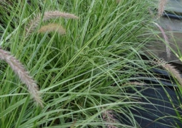 Pennisetum advena Sky Rocket