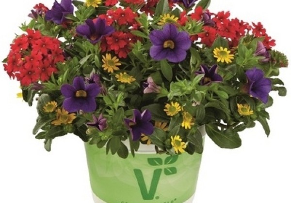 Checkies Checkies Andorra Blue-Red-Yellow