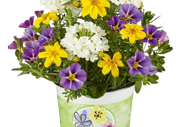 Checkies Checkies Brasil White-Yellow-Blue