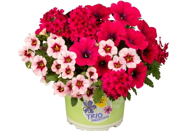 Checkies Fruit Punch Pink-Rose-Hot Pink