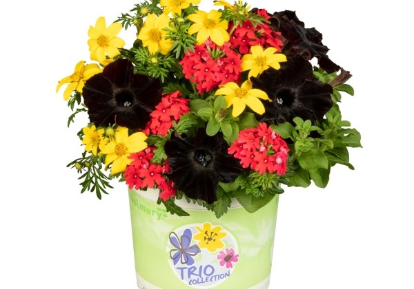 Checkies German Party Black-Red-Gold