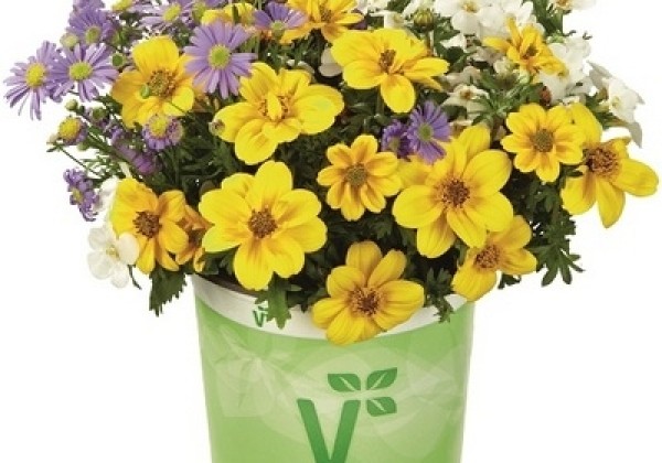 Checkies Checkies Vaticano Blue-White-Yellow