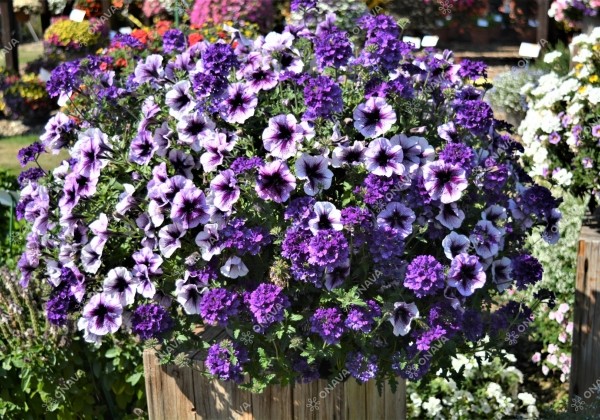 Checkies Checkies Caledonia Blue-Deep Blue-Purple Vein