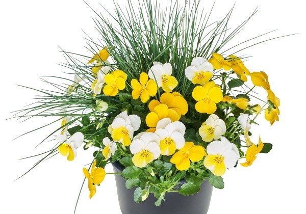 Spring Checkies Spring Checkies Eggs & Grass