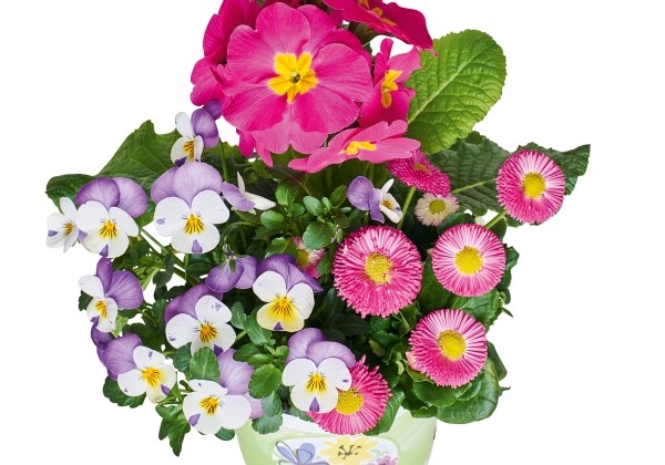 Spring Checkies Spring Checkies Pink Love (12 cm)