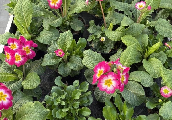 Spring Checkies Spring Checkies Pink Love