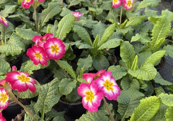 Spring Checkies Spring Checkies Pink Love