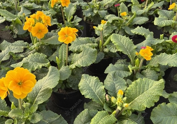 Spring Checkies Spring Checkies Romania (12 cm)