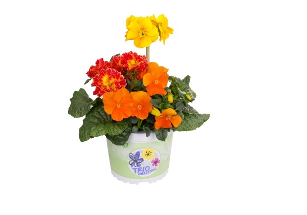 Spring Checkies Spring Checkies Vibrant Flame