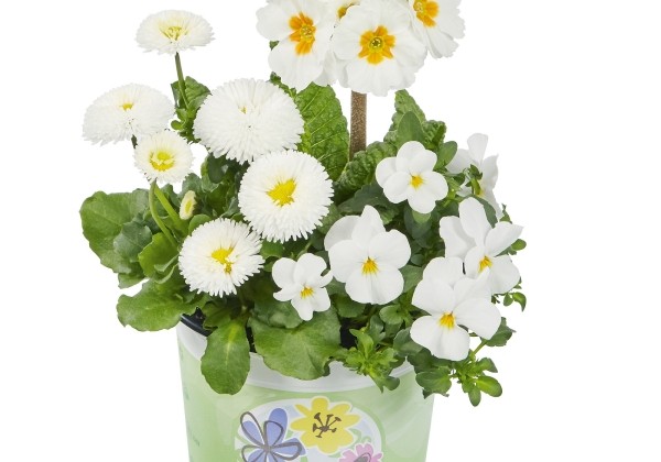 Spring Checkies Spring Checkies White Wedding