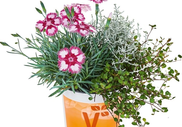 Checkies Autumn Checkies Carmine Dream