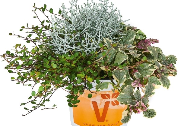 Checkies Autumn Checkies Evening Glitter