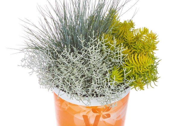 Checkies Autumn Checkies Silver Fun