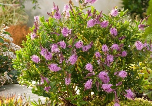 Hebe hybrida Naughties Bright Pink