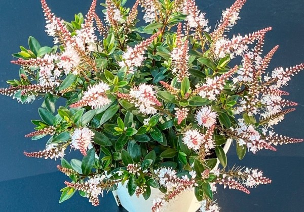 Hebe hybrida Naughties White Cap