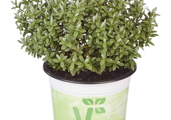 Hebe hybrida Green Feeling Sutherlandii