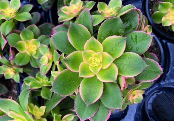 Aeonium davidbramwelli Kiwi